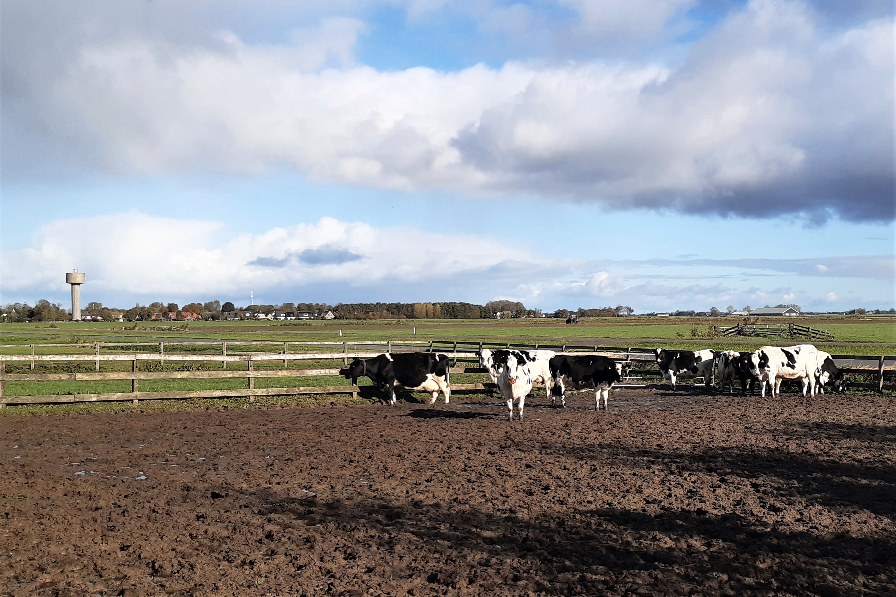Valokuva lehmistä laitumella.