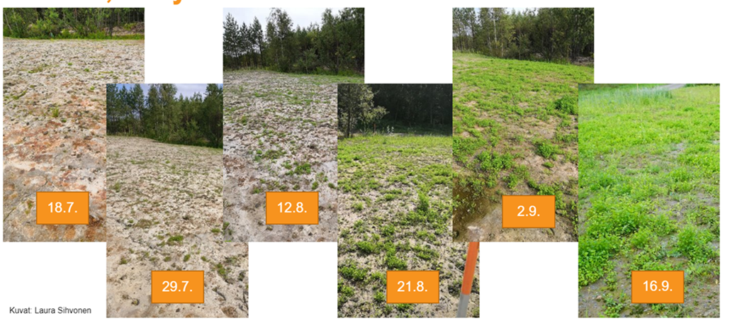 Kuusi valokuvaa maisemanurmi-niittyseoksen taimettumisesta ja kasvuston kehittymisestä 18.7.-16.9.2019 alueella, johon oli levitetty raetuhkaa ja mädätysjäännöstä.