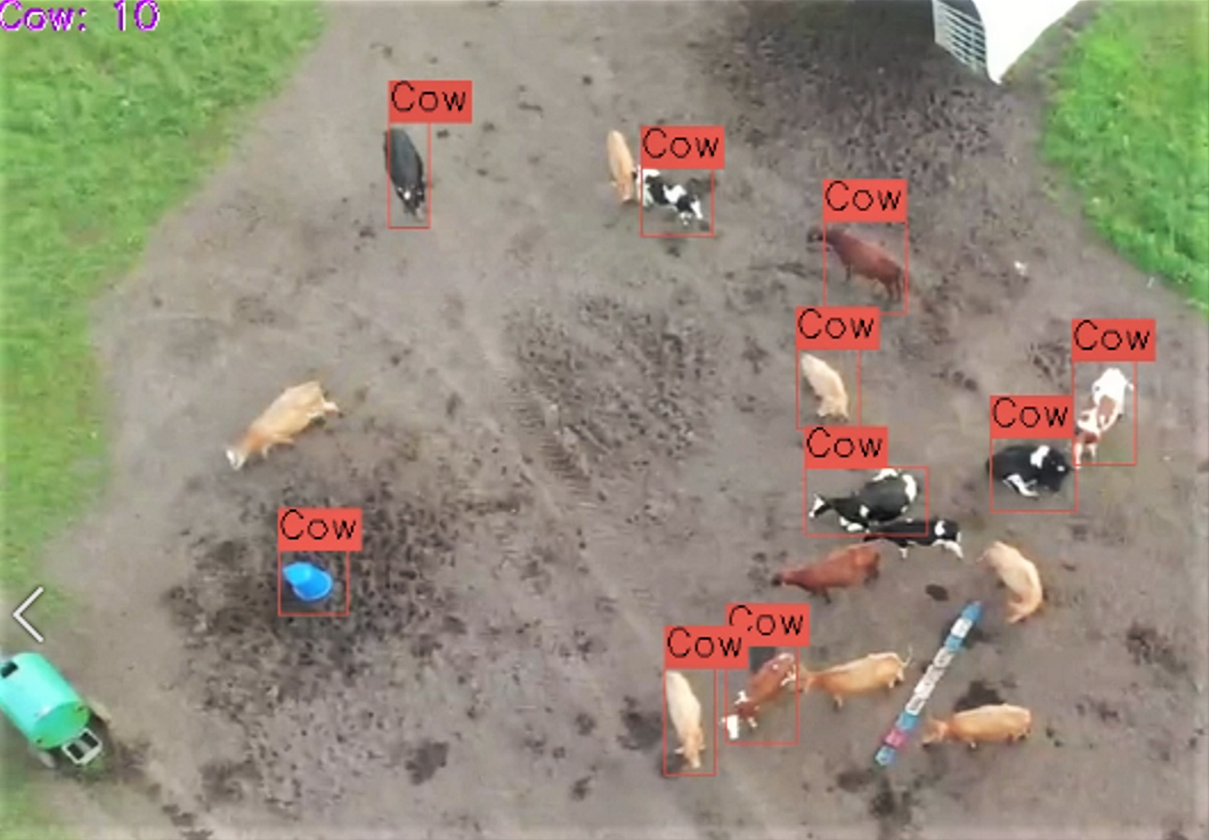 Ylhäältäpäin otettu valokuva, jossa lehmiä, jotka on tunnistettu droonin tekoälyn avulla.