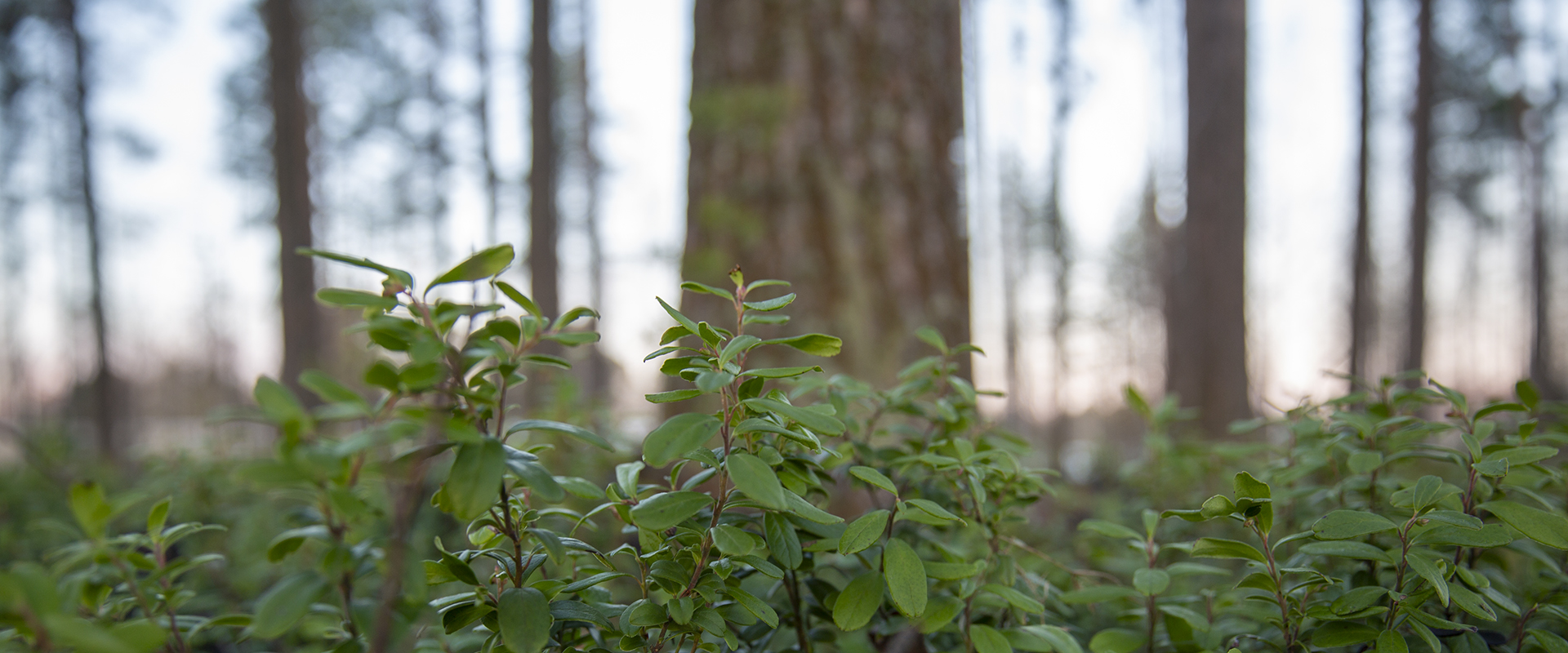 Metsämittari voi auttaa esimerkiksi metsänomistajia miettimään metsien käyttöä uudesta näkökulmasta.