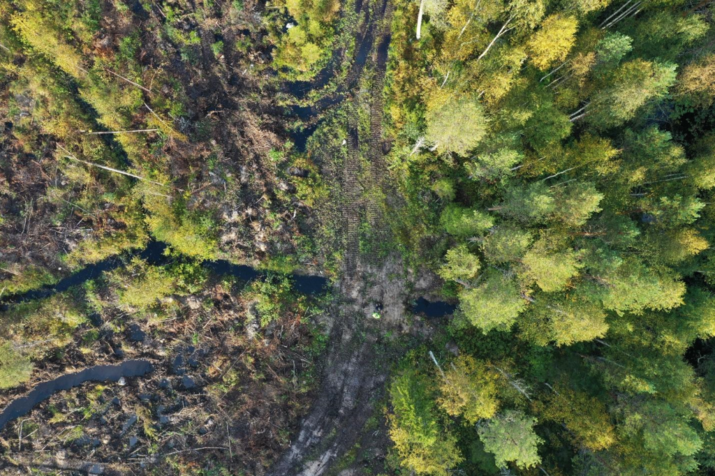 Valokuva, jossa metsää on kuvattu droonilla ylhäältä päin.